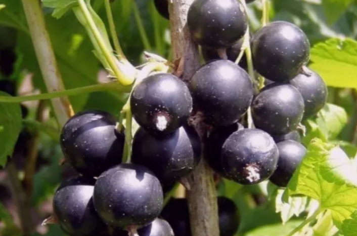 КАК ОМОЛОДИТЬ КУСТ ЧЕРНОЙ СМОРОДИНЫ И УЛУЧШИТЬ УРОЖАЙ