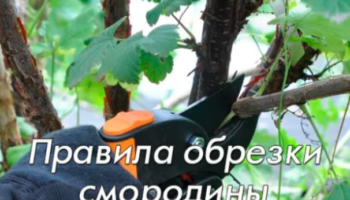 Правила обрезки смородины