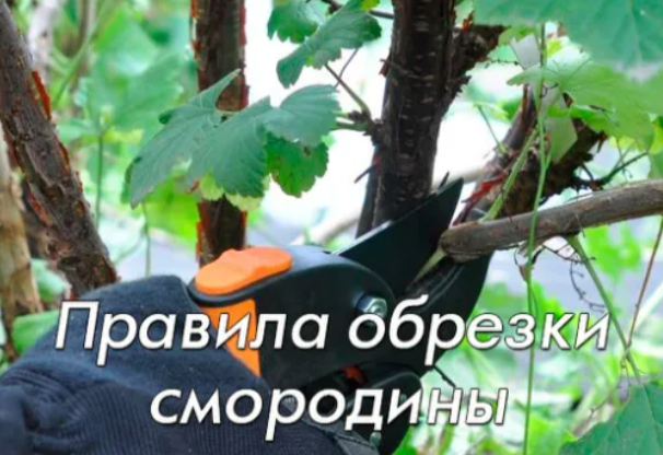 Правила обрезки смородины