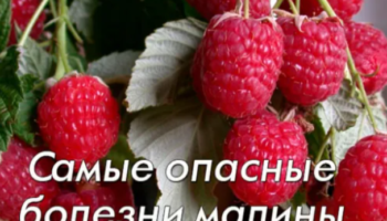 Самые опасные болезни малины