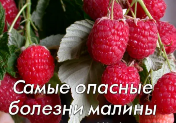 Самые опасные болезни малины