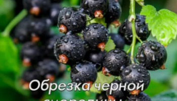 Обрезка черной смородины