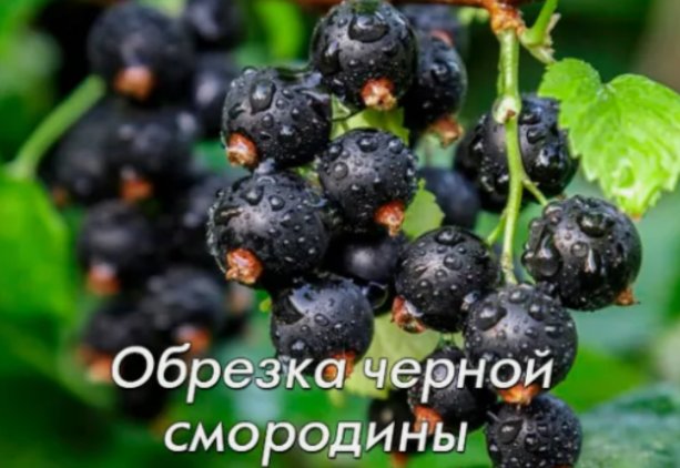 Обрезка черной смородины
