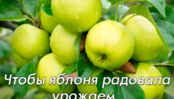 Чтобы яблоня радовала урожаем