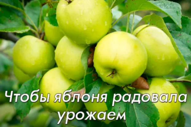 Чтобы яблоня радовала урожаем