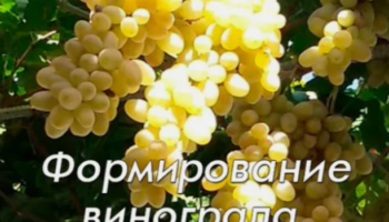 Формирование винограда