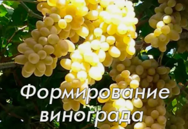 Формирование винограда