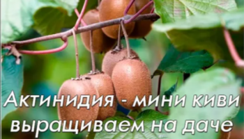 Актинидия — мини киви выращиваем на даче