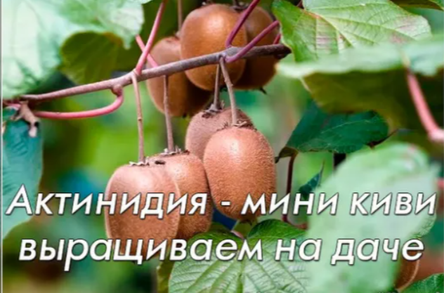 Актинидия - мини киви выращиваем на даче