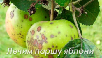 Лечим паршу яблони