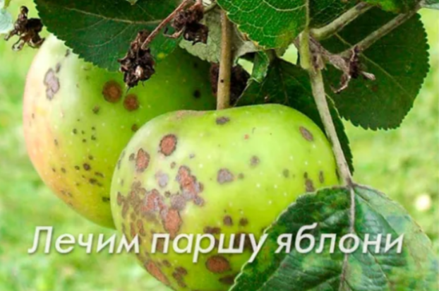 Лечим паршу яблони