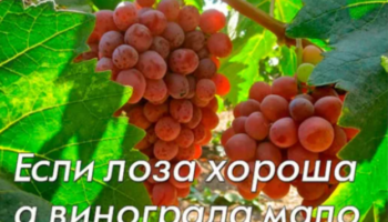 Если лоза хороша, а винограда мало