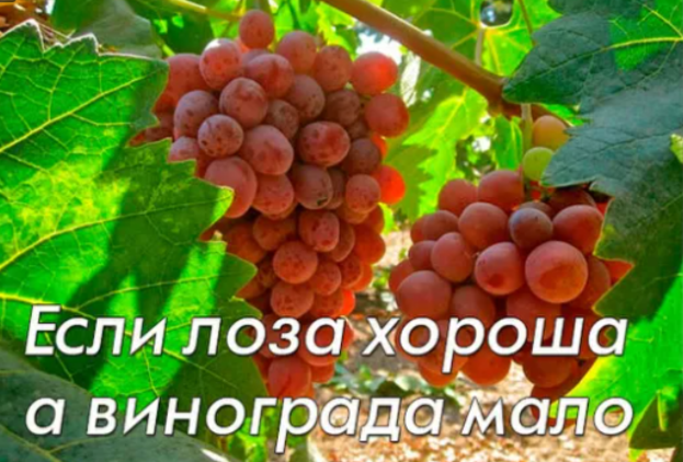 Если лоза хороша, а винограда мало