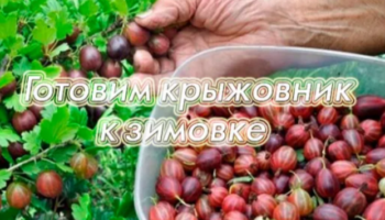 Как подготовить крыжовник к зимовке