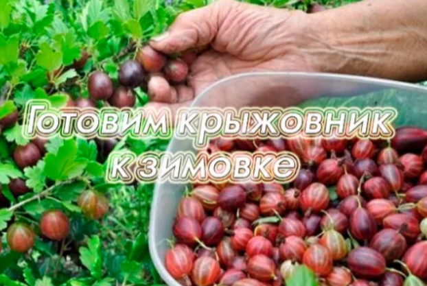 Как подготовить крыжовник к зимовке