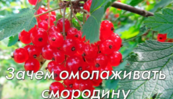 Зачем омолаживать смородину