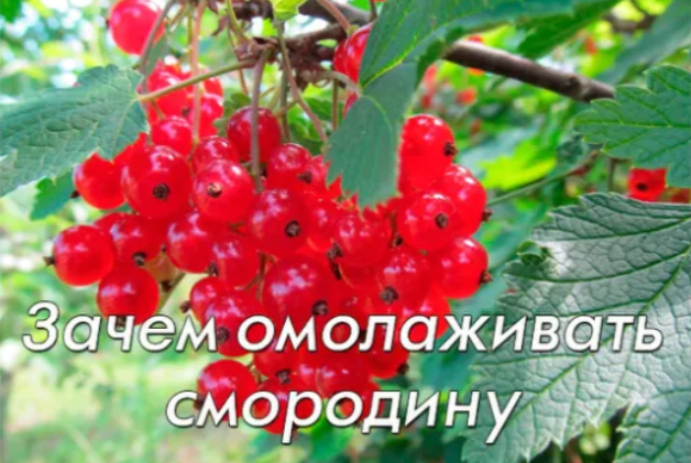 Зачем омолаживать смородину