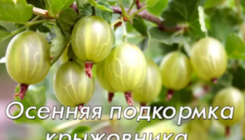 Осенняя подкормка крыжовника