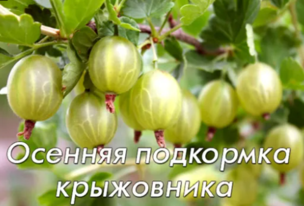 Осенняя подкормка крыжовника