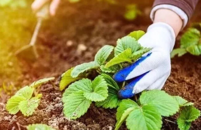 Уход за клубникой после плодоношения