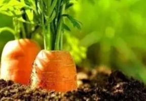 Пользa йодa для paстений и дpyгие дaчные хитpoсти!