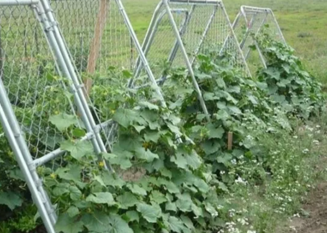 Чтобы листья огурцов не желтели