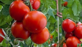 ХОТИТЕ  ПОЛУЧАТЬ  ПО  2  ВЕДРА  ТОМАТОВ  С  КУСТА?