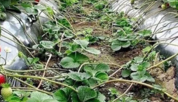 Как быстрo определить женские кусты клубники