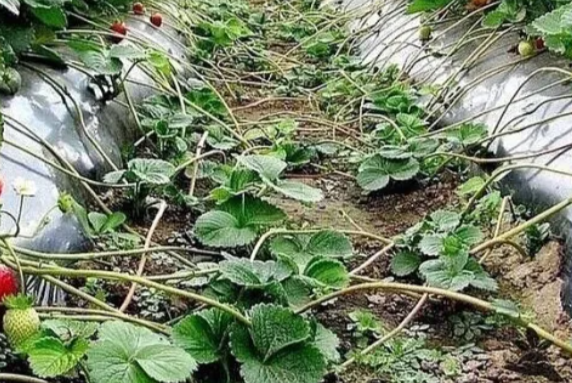 Как быстрo определить женские кусты клубники