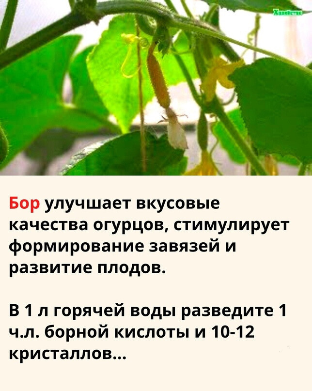 БOPНAЯ КИCЛOТA ДЛЯ OГУPЦOВ